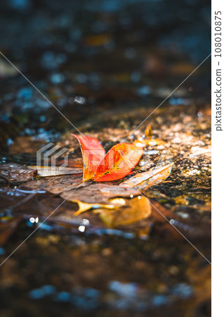 Fallen leaves Fallen leaves 108010875