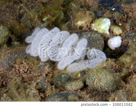 Kasumiminnow sea slug egg mass 108011082