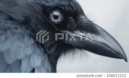 烏鴉白色背景 108011222