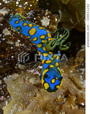 Sagami Ryugu Umiji Sagami Ryugu Umiji 108011282