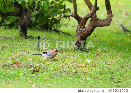 A Japanese jay looking for food on the lawn A Japanese jay looking for food on the lawn 108011430