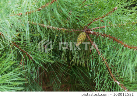 Pine cones of pine trees. coniferous plant, Pinus Densiflora Pine cones of pine trees. coniferous plant, Pinus Densiflora 108011581