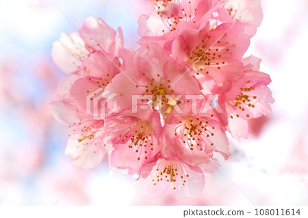 河津櫻，粉紅色的櫻花，伊豆之國市，卡諾河沿岸，特寫 108011614