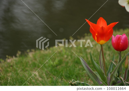 Tulip blooming at the water's edge 108011664