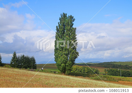 Ken and Mary Tree（北海道上川郡美瑛町） 108011913