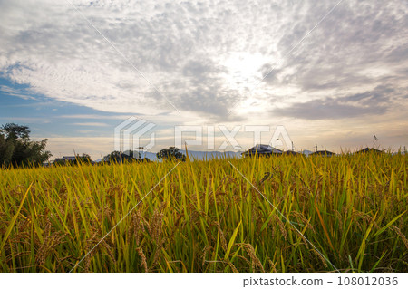 Autumn sunshine, yellow rice ears with a rich harvest, and rice field scenery at dusk Autumn sunshine, yellow rice ears with a rich harvest, and rice field scenery at dusk 108012036