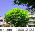 家裡的大楓樹 108012128