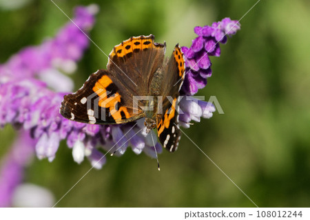 蛺蝶科 Acatateha 在紫水晶鼠尾草、唇形科 ♂ 上吸吮花蜜 蛺蝶科 Acatateha 在紫水晶鼠尾草、唇形科 ♂ 上吸吮花蜜 108012244