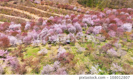 櫻花園的壯麗景色,鳥瞰圖 櫻花園的壯麗景色,鳥瞰圖 108012807