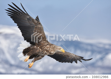 Steller's sea eagles spread their wings and fly freely in the Hokkaido sky 108012966