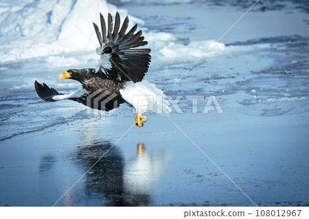 Steller's sea eagles flying freely over the frozen waters of Hokkaido, the Sea of Okhotsk 108012967