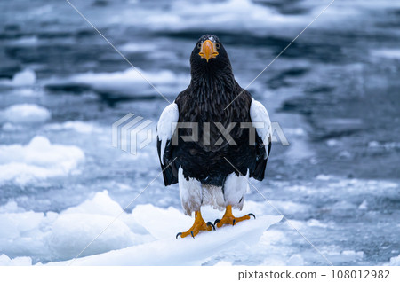 白尾鷹棲息在北海道海域的流冰上 白尾鷹棲息在北海道海域的流冰上 108012982