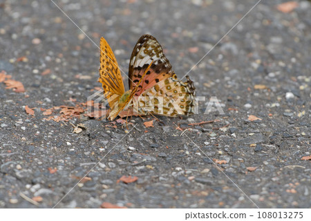 Mating behavior of the Fritillary Fritillary in the Nymphalidae family 108013275