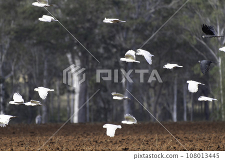 Flight of a flock of yellowtails Flight of a flock of yellowtails 108013445