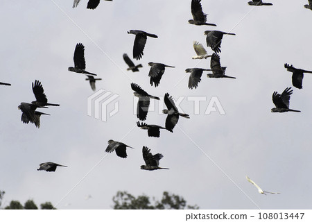 一群紅尾黑鸚鵡的飛行 一群紅尾黑鸚鵡的飛行 108013447