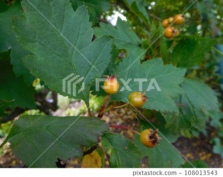Iceland Summer Akureyri Botanical Garden Crataegus sanguinea 108013543