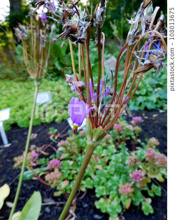 Iceland Summer Akureyri Botanical Garden Dodecatheon pulchellum 108013675