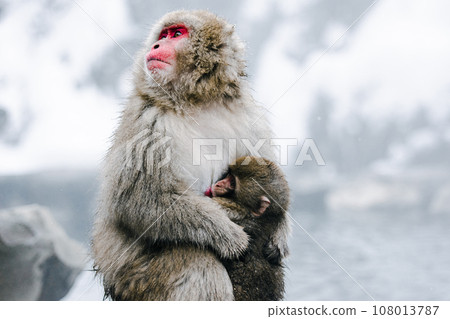 一隻猴子父母和孩子在寒冷的地獄谷溫泉裡擁抱在一起 108013787