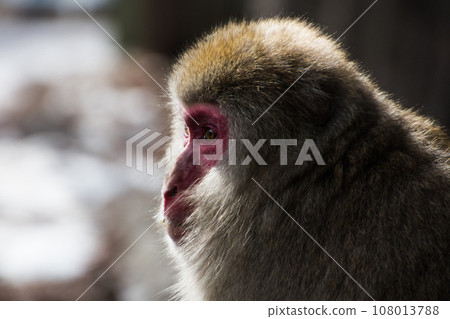 猴子盯著你看，背光側臉好酷 108013788