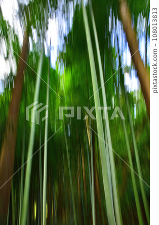 Bamboo forest image by ICM Bamboo forest image by ICM 108013813