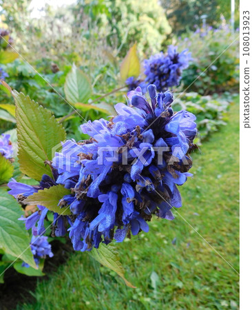 Iceland Summer Akureyri Botanical Garden Nepeta cyanea 108013923