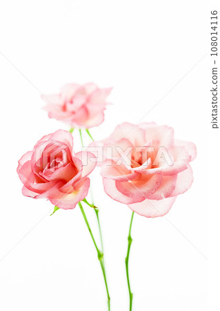 bright and beautiful pink roses bright and beautiful pink roses 108014116