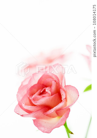 bright and beautiful pink roses bright and beautiful pink roses 108014175