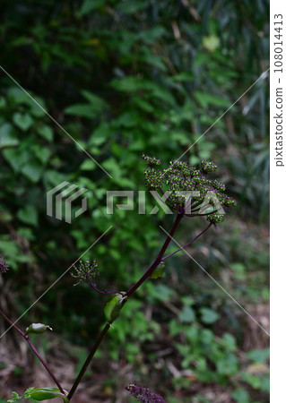 Nodake mushrooms blooming in the mountains in autumn 108014413