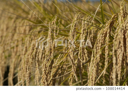 Golden ears of rice 108014414