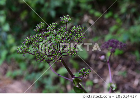 Nodake mushrooms blooming in the mountains in autumn Nodake mushrooms blooming in the mountains in autumn 108014417