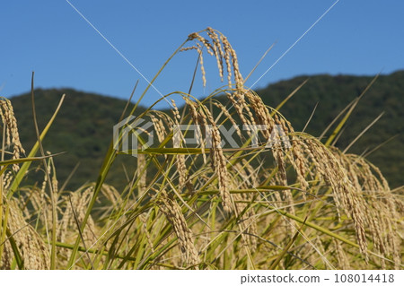 Rice early harvest 108014418