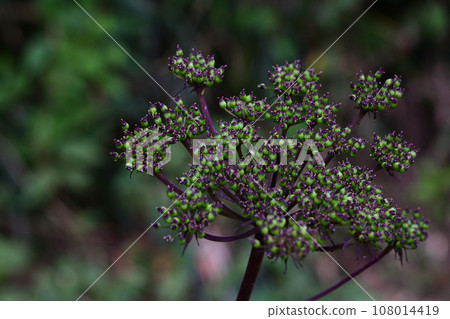 Nodake mushrooms blooming in the mountains in autumn 108014419