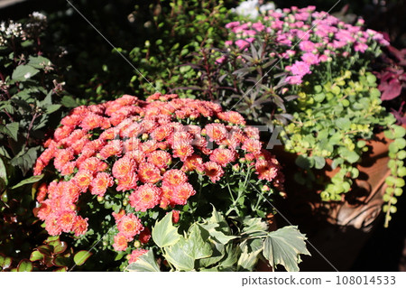 Autumn flower mam group planting & pot Autumn flower mam group planting & pot 108014533