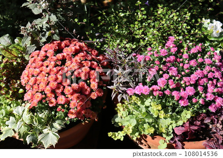 Autumn flower mam group planting & pot 108014536