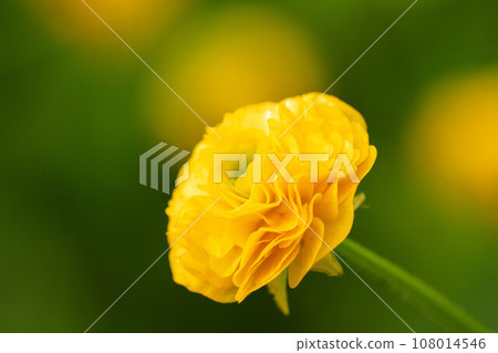 Small spring-colored flowers ~Ranunculus~ Small spring-colored flowers ~Ranunculus~ 108014546