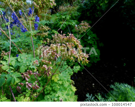 Iceland Summer Akureyri Botanical Garden thalictrum aquilegiifolium 108014547