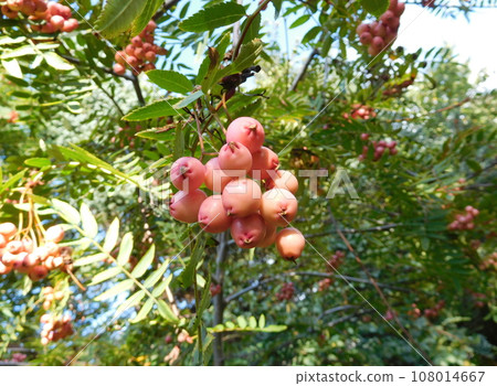 冰島夏季阿克雷裡植物園Sorbas Rowan 108014667