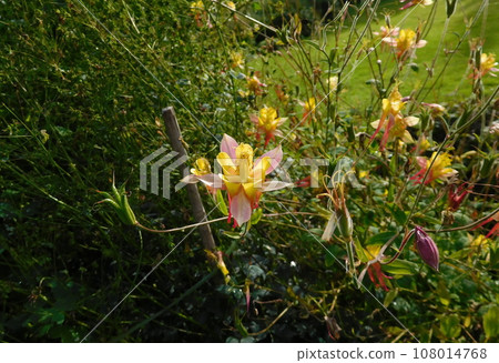 Iceland Summer Akureyri Botanical Garden Western Columbine Iceland Summer Akureyri Botanical Garden Western Columbine 108014768