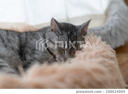 Sleeping cat Sabatra cat 108014804