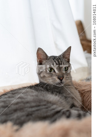凝視的貓，Sabatra貓 108014811