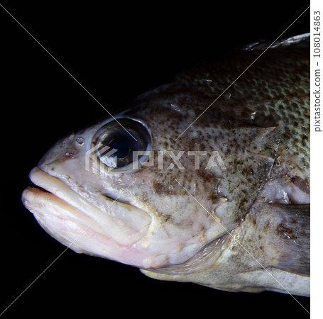 Fox rockfish [black background] 108014863