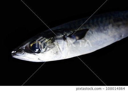 Masaba [black background] 108014864