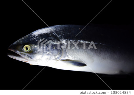 Blue trout [black background] 108014884