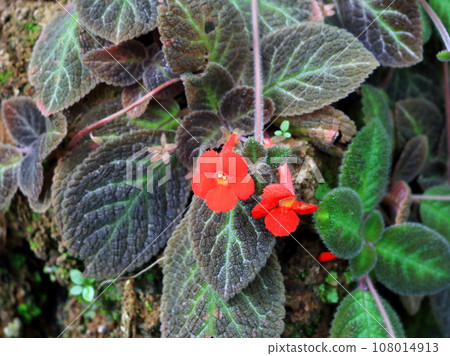 Red Episcia flowers blooming and dark leaves. Red Episcia flowers blooming and dark leaves. 108014913