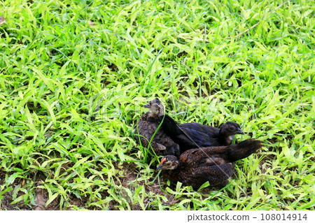 Black chickens and green grass. 108014914
