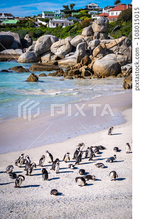Boulders Beach Penguin colony in Cape Town, South Africa Boulders Beach Penguin colony in Cape Town, South Africa 108015015