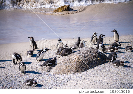 Boulders Beach Penguin colony in Cape Town, South Africa Boulders Beach Penguin colony in Cape Town, South Africa 108015016