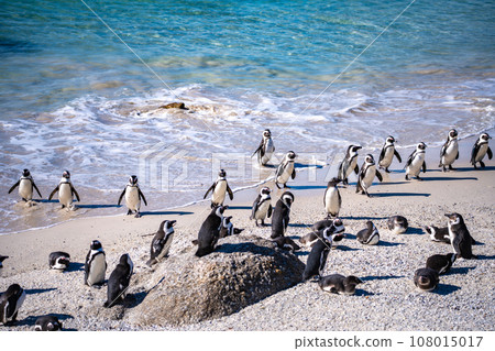Boulders Beach Penguin colony in Cape Town, South Africa 108015017
