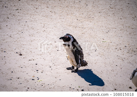 Boulders Beach Penguin colony in Cape Town, South Africa 108015018