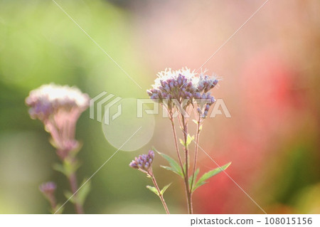 秋天花壇裡的藤葉花 108015156